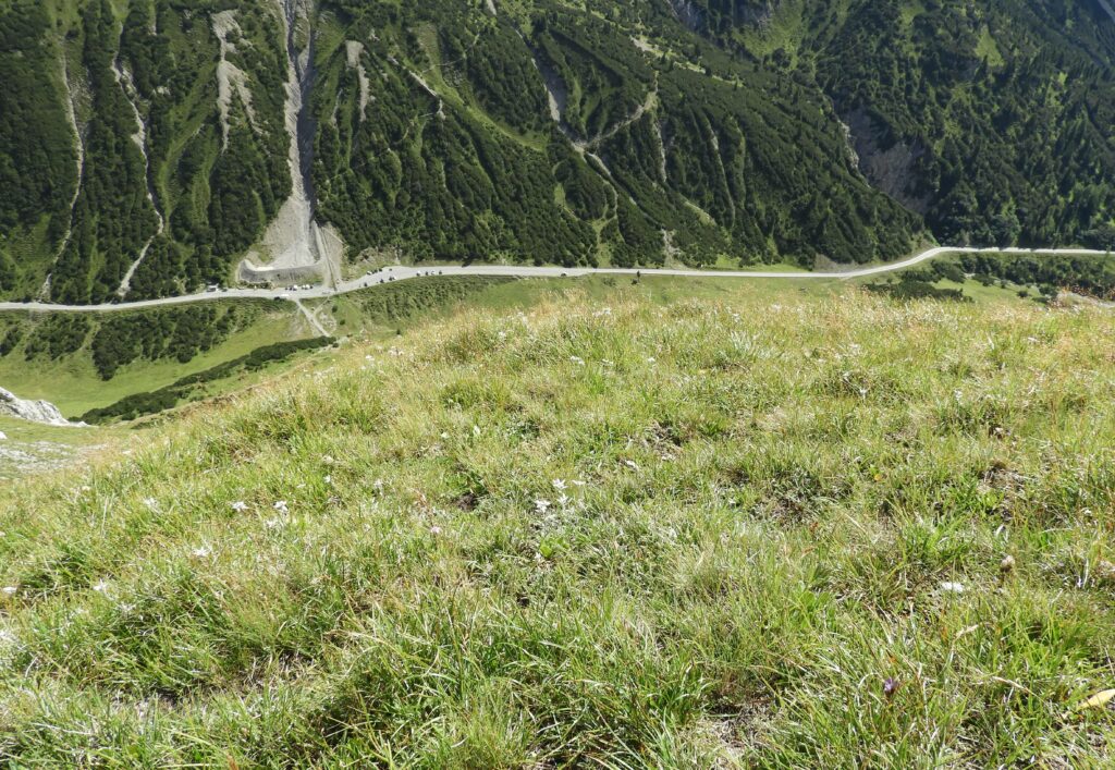 Prato di stelle alpine sopra la strada