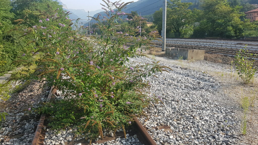 © Fondazione Museo Civico di Rovereto