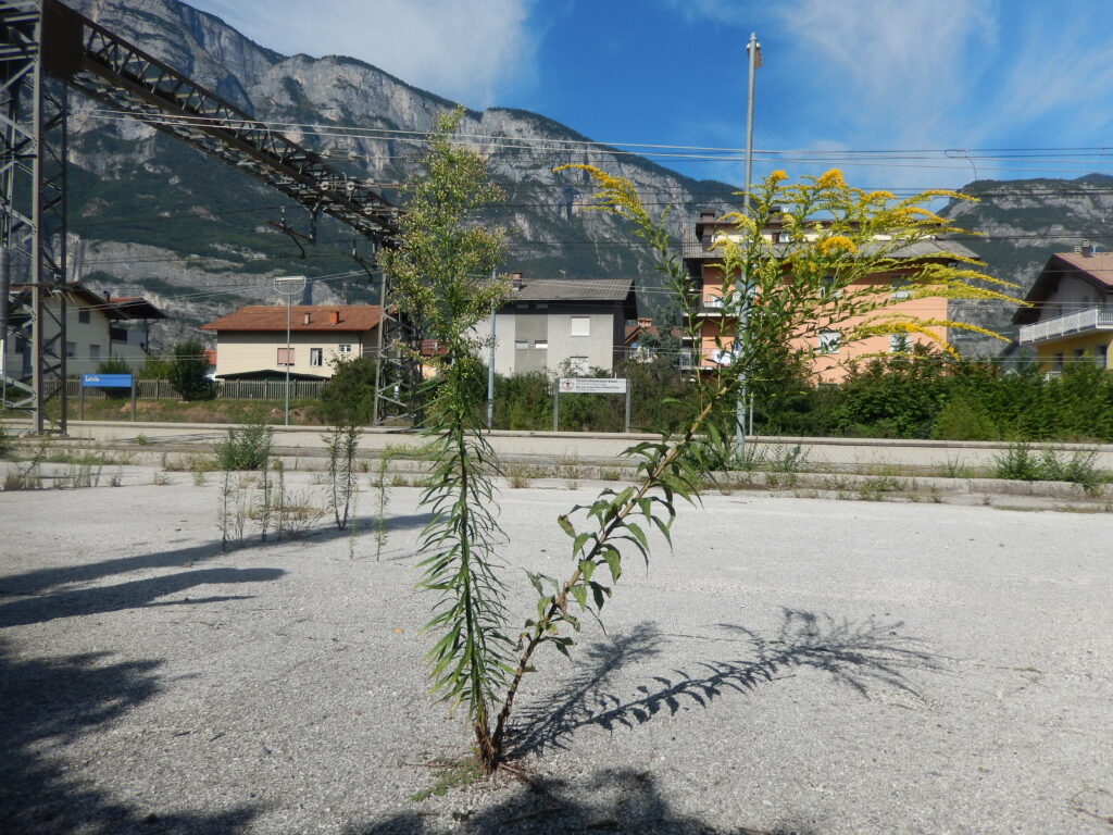 © Fondazione Museo Civico di Rovereto