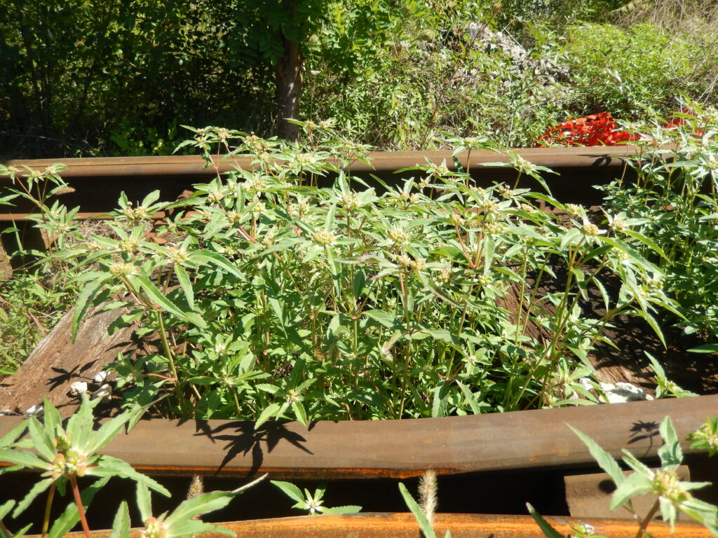 © Fondazione Museo Civico di Rovereto